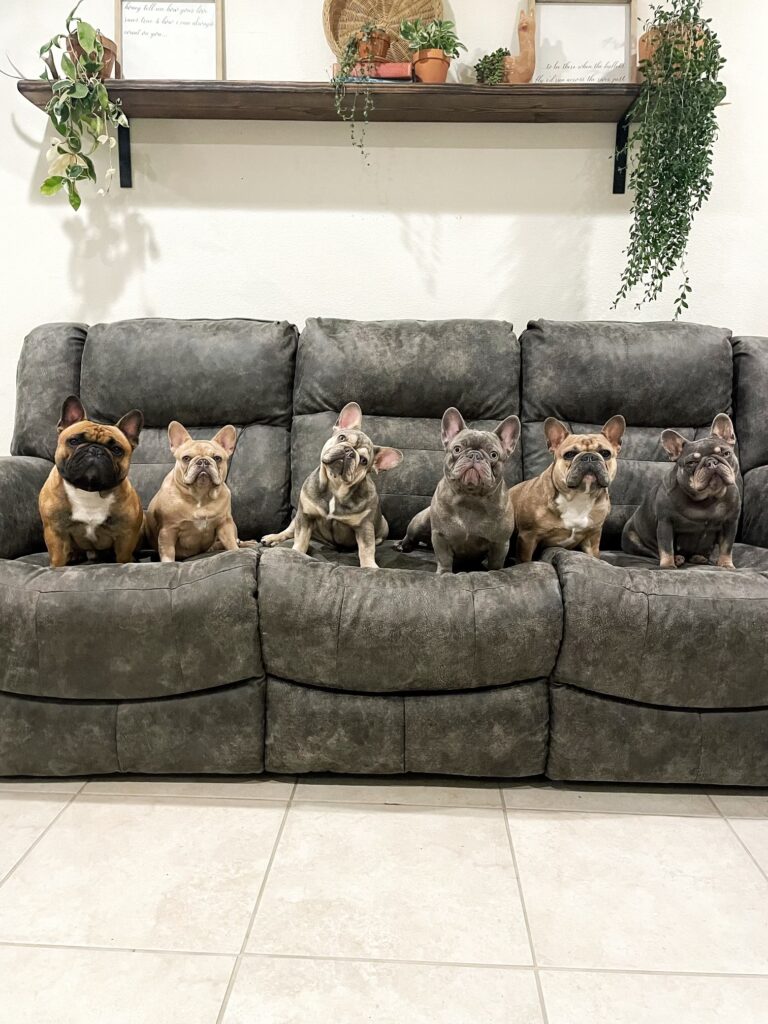 French Bulldogs