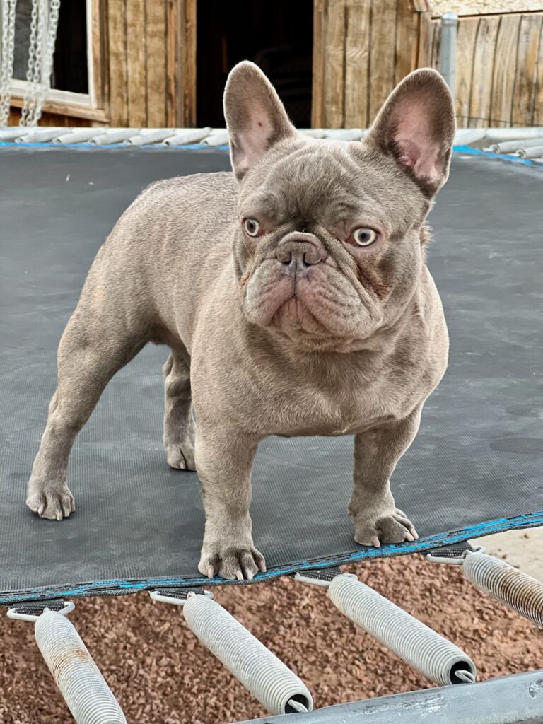 Blue french shop bulldog stud