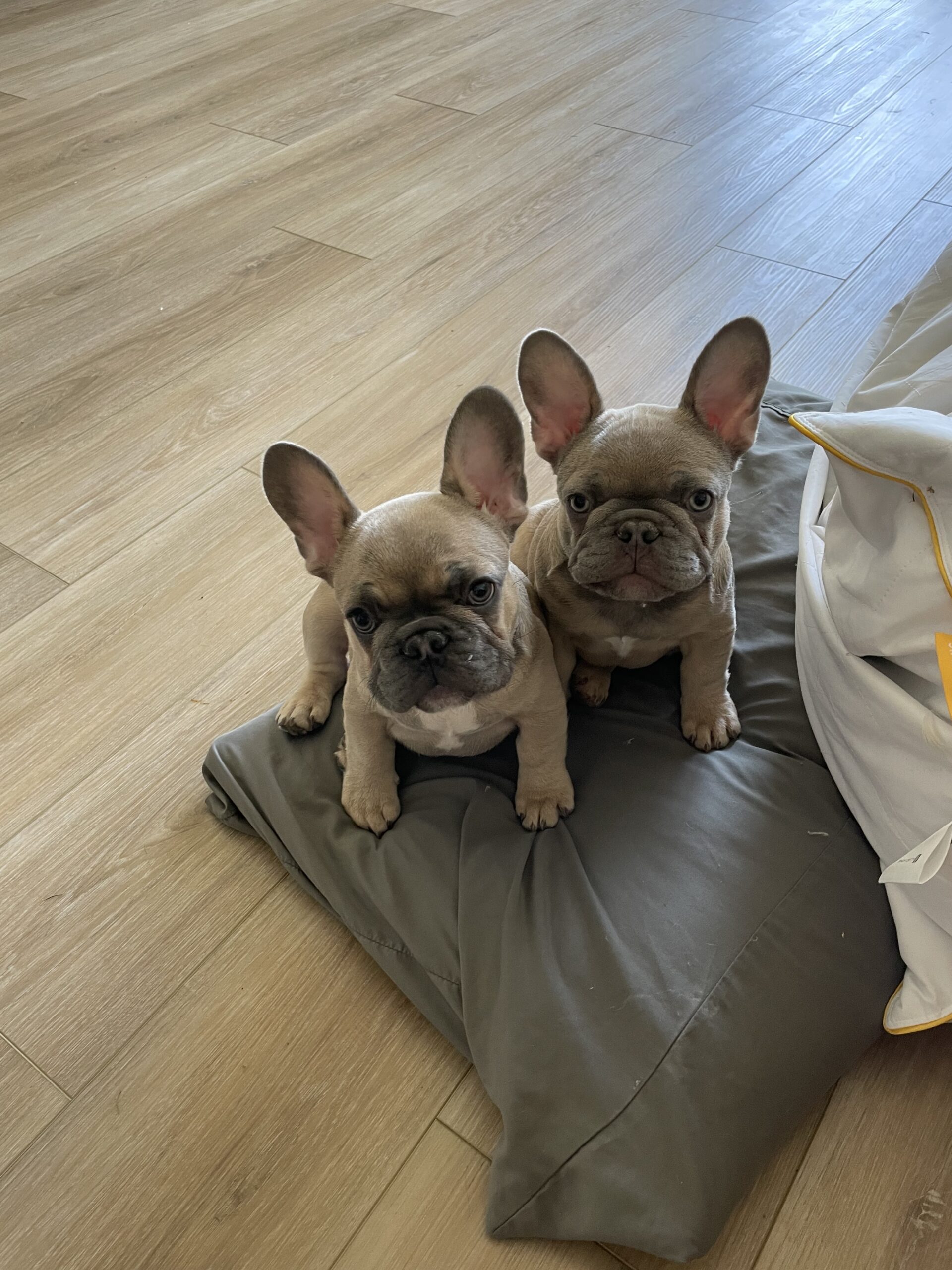 French Bulldogs, frenchie puppies
