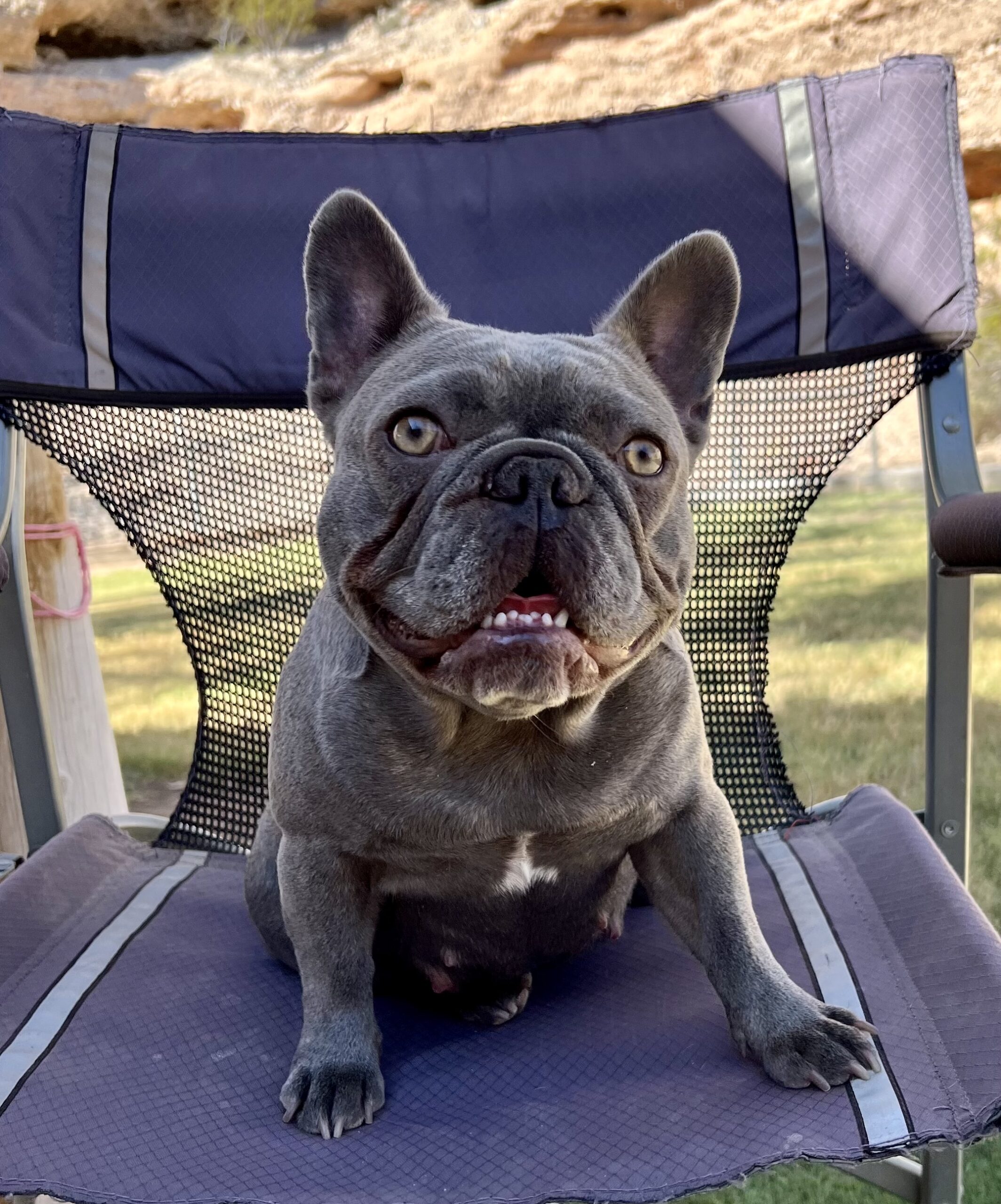 Craigslist French Bulldogs Near Me