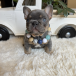 Available! Truffle, Lilac and Tan Male