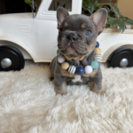 Available! Truffle, Lilac and Tan Male