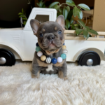 Available! Truffle, Lilac and Tan Male