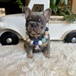 Available! Truffle, Lilac and Tan Male