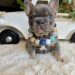 Available! Truffle, Lilac and Tan Male