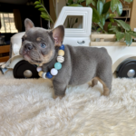 Available! Truffle, Lilac and Tan Male