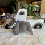 Available! Truffle, Lilac and Tan Male