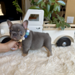 Available! Truffle, Lilac and Tan Male