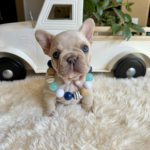 Available! Biscuit, Platinum Cream Male