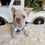 Available! Biscuit, Platinum Cream Male