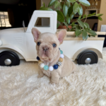 Available! Biscuit, Platinum Cream Male