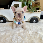 Available! Biscuit, Platinum Cream Male