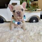 Available! Biscuit, Platinum Cream Male