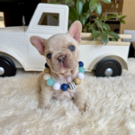 Available! Biscuit, Platinum Cream Male