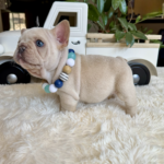 Available! Biscuit, Platinum Cream Male