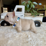 Available! Biscuit, Platinum Cream Male