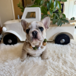 Yule, Maskless lilac fawn male