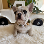 Yule, Maskless lilac fawn male