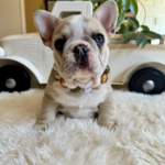 Yule, Maskless lilac fawn male