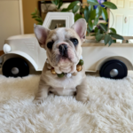 Yule, Maskless lilac fawn male